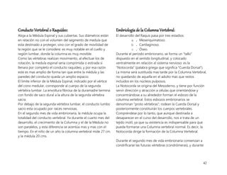 42
Conducto Vertebral o Raquídeo:
Aloja a la Médula Espinal y sus cubiertas. Sus diámetros están
en relación no con el volumen del segmento de medula que
esta destinado a proteger, sino con el grado de movilidad de
la región que se le considere: es muy notable en el cuello y
región lumbar, donde la columna es muy movible.
Como las vértebras realizan movimiento, al efectuar los de
rotación, la medula espinal seria comprimida o estirada si
llenara por completo el conducto raquídeo, y por esa razón
este es mas amplio de forma tan que entre la médula y las
paredes del conducto queda un amplio espacio.
El limite inferior de la Médula Espinal, indicado por el vértice
del cono medular, corresponde al cuerpo de la segunda
vértebra lumbar. La envoltura fibrosa de la duramadre termina
con fondo de saco dural a la altura de la segunda vértebra
sacra.
Por debajo de la segunda vértebra lumbar, el conducto lumbo
sacro esta ocupado por raíces nerviosas.
En el segundo mes de vida embrionaria, la médula ocupa la
totalidad del conducto vertebral. Ya durante el cuarto mes del
desarrollo, el crecimiento de la Columna y el de la Médula no
son paralelos, y esta diferencia se acentúa mas y mas con el
tiempo. En el niño de un año la columna vertebral mide 27 cm.
y la médula 20 cms.
Embriología de la Columna Vertebral:
El desarrollo del Raquis pasa por tres estadios:
a . Mesenquimatoso.
b . Cartilaginoso.
c . Óseo.
Durante el periodo embrionario, se forma un “tallo”
dispuesto en el sentido longitudinal, y colocado
ventralmente en relación al sistema nervioso: es la
“Notocorda” (palabra griega que significa “Cuerda Dorsal”).
La misma será sustituida mas tarde por la Columna Vertebral,
no quedando de aquella en el adulto mas que restos
incluidos en los núcleos pulposos.
La Notocorda se origina del Mesoderno, y tiene por función
servir dirección y atracción a células que orientándose y
concentrándose a su alrededor forman el esbozo de la
columna vertebral. Estos esbozos embrionarios se
denominan “proto vértebras”; rodean la Cuerda Dorsal y
posteriormente constituirán los cuerpos vertebrales.
Compréndese por lo tanto, que aunque destinada a
desaparecer en el curso del desarrollo, nos e trata de un
tejido inútil, ya que su existencia es indispensable para que
pueda formarse una Columna vertebral normal. Es decir, la
Notocorda dirige la formación de la Columna Vertebral.
Durante el segundo mes de vida embrionaria comienzan a
condrificarse las futuras vértebras (condrómeras), y durante
 