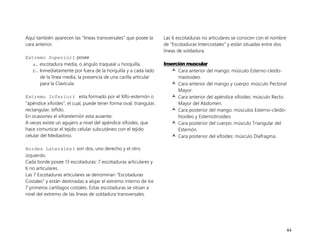 44
Aquí también aparecen las “líneas transversales” que posee la
cara anterior.
Extremo Superior: posee
a. escotadura media, o ángulo traqueal u horquilla.
b. Inmediatamente por fuera de la horquilla y a cada lado
de la línea media, la presencia de una carilla articular
para la Clavícula.
Extremo Inferior: esta formado por el Xifo-esternón o
“apéndice xifoides”, el cual, puede tener forma oval, triangular,
rectangular, bífido.
En ocasiones el xifoesternón esta ausente.
A veces existe un agujero a nivel del apéndice xifoides, que
hace comunicar el tejido celular subcutáneo con el tejido
celular del Mediastino.
Bordes Laterales: son dos, uno derecho y el otro
izquierdo.
Cada borde posee 13 escotaduras: 7 escotaduras articulares y
6 no articulares.
Las 7 Escotaduras articulares se denominan “Escotaduras
Costales” y están destinadas a alojar el extremo interno de los
7 primeros cartílagos costales. Estas escotaduras se sitúan a
nivel del extremo de las líneas de soldadura transversales.
Las 6 escotaduras no articulares se conocen con el nombre
de “Escotaduras Intercostales” y están situadas entre dos
líneas de soldadura.
Inserción muscular
 Cara anterior del mango: músculo Esterno-cleido-
mastoideo.
 Cara anterior del mango y cuerpo: músculo Pectoral
Mayor.
 Cara anterior del apéndice xifoides: músculo Recto
Mayor del Abdomen.
 Cara posterior del mango: músculos Esterno-cleido-
hioideo y Esternotiroideo.
 Cara posterior del cuerpo: músculo Triangular del
Esternón.
 Cara posterior del xifoides: músculo Diafragma.
 