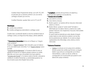 46
Costillas Falsas Propiamente dichas: son la 8º, 9º y 10º;
se articulan por su extremo anterior con uno de los
cartílagos situados por encima.
Costillas Flotantes: quedan libre; son la 11º y la 12º.
Morfología
a. costilla ósea vertebral.
b. Costilla cartilaginosa esternebral o cartílago costal.
Costilla ósea: se extiende desde la columna vertebral hasta el
cartílago costal y se dirige de arriba abajo y detrás adelante.
**Caracteres Generales: forma con el Raquis un “ángulo
costo vertebral”.
Posee un “Angulo Posterior” bien marcado y que se traduce
en la cara externa por una arista. Y un “Angulo Anterior” poco
sensible.
“Curvatura de Arrollamiento” o Curvatura sobre la cara, es
aquella en la que en su trayecto póstero anterior la costilla
describe una curva cuya concavidad mira hacia adentro.
“Curvatura de Torsión” o Curvatura sobre el borde: colocada la
costilla en un plano horizontal, su extremidad posterior no
toca el piano pues esta dirigida hacia arriba.
**Longitud: aumenta de la primera a la séptima y
disminuye de la séptima a la duodécima.
**Cuerpo de la Costilla:
a. cara externa convexa.
b. Cara interna cóncava.
c. Borde superior: se insertan allí los músculos intercostal
externo e interno.
d. Borde inferior: posee el “canal costal” formado o
delimitado por los labios interno y externo los cuales
prestan inserción a los respectivos músculos intercostales
interno y externo.
El canal costal se extiende por atrás desde el ángulo
costal, hasta la unión del tercio anterior con los dos
tercios posteriores por delante. En el canal se alojan
superpuestos de arriba abajo, vena, arteria y nervio
intercostal.
**Extremo Posterior:
1.- Cabeza: se articula con el cuerpo de la vértebra
dorsal y posee dos carillas que forman un ángulo
diedro cuya arista se corresponde con el disco
intervertebral, y cada una de las carillas se
corresponde con la semicarilla que posee la cara
lateral del cuerpo vertebral.
 