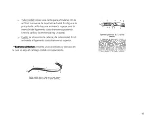 47
2.- Tuberosidad: posee una carilla para articularse con la
apófisis transversa de la vértebra dorsal. Contigua a la
precipitada carilla hay una eminencia rugosa para la
inserción del ligamento costo transverso posterior.
Entre la carilla y la eminencia hay un canal.
3.- Cuello: se sitúa entre la cabeza y la tuberosidad. En él
se inserta el ligamento costo transverso superior.
**Extremo Anterior: presenta una cara elíptica y cóncava en
la cual se aloja el cartílago costal correspondiente.
 