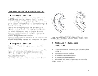 48
CARACTERES PROPIOS DE ALGUNAS COSTILLAS:
 Primera Costilla:
Su cuerpo presenta una cara superior, una cara inferior, un
borde externo o convexo y un borde interno o cóncavo.
La cara superior posee en su parte media un “canal posterior”
que da paso a la arteria subclavia, y un “canal anterior” que da
paso a la vena subclavia.
Entre los dos canales precipitados esta el “Tubérculo de
Lisfranc” que presta inserción al músculo Escaleno Anterior.
Esta costilla no tiene canal costal ni curvatura de torsión.
El extremo anterior contiene una superficie rugosa para la
inserción del ligamento costo clavicular.
El extremo posterior posee una cabeza, la cual tiene una cara
articular única; además presenta una tuberosidad y un cuello.
 Segunda Costilla:
Sus caras son oblicuas, cara supero externa y cara infero
interna.
La cara supero externa tiene en la parte media una superficie
rugosa para la inserción de una de las digitaciones del
músculo Serrato Mayor; además en esta cara se inserta
músculo Escaleno Posterior.
Esta costilla no tiene canal costal ni existe curvatura de torsión.
 Undécima Y Duodécima
Costillas:
 Su cabeza solo posee una carilla articular, ya que estas
costillas se
 articulan con una sola vértebra.
 No poseen tuberosidad posterior.
 No poseen curvatura de torsión.
 La costilla 12º no posee canal costal y es mas corta
que la costilla 11º.
 