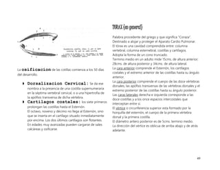 49
La osificacion de las cotillas comienza a los 50 días
del desarrollo.
 Dorsalizacion Cervical: Se da ese
nombra a la presencia de una costilla supernumeraria
en la séptima vertebral cervical, o a una hipertrofia de
la apófisis transversa de dicha vértebra.
 Cartilagos costales: los siete primeros
prolongan las costillas hasta el Esternón.
El octavo, noveno y décimo no llega al Esternón, sino
que se inserta en el cartílago situado inmediatamente
por encima. Los dos últimos cartílagos son flotantes.
En edades muy avanzadas pueden cargarse de sales
calcáreas y osificarse.
TORAX (en general)
Palabra procedente del griego y que significa “Coraza”.
Destinado a alojar y proteger el Aparato Cardio Pulmonar.
El tórax es una cavidad comprendida entre: columna
vertebral, columna esternebral, costillas y cartílagos.
Adopta la forma de un cono truncado.
Termino medio en un adulto mide 15cms. de altura anterior;
28cms. de altura posterior y 34cms. de altura lateral.
La cara anterior comprende el Esternón, los cartílagos
costales y el extremo anterior de las costillas hasta su ángulo
anterior.
La cara posterior comprende el cuerpo de las doce vértebras
dorsales, las apófisis transversas de las vértebras dorsales y el
extremo posterior de las costillas hasta su ángulo posterior.
Las caras laterales derecha e izquierda corresponde a las
doce costillas y a los once espacios intercostales que
interceptan entre si.
El vértice o circunferencia superior esta formado por la
horquilla del esternón, el cuerpo de la primera vértebra
dorsal y la primera costilla.
El diámetro antero posterior es de 5cms. termino medio.
La dirección del vértice es oblicua de arriba abajo y de atrás
adelante.
 