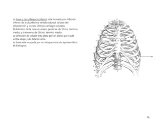 50
La base o circunferencia inferior esta formada por el borde
inferior de la duodécima vértebra dorsal, la base del
xifoesternón y los seis últimos cartílagos costales.
El diámetro de la base es antero posterior de 12cms. termino
medio; y transverso de 26cms. termino medio.
La dirección de la base esta dada por un plano que va de
arriba abajo y de delante atrás.
La base esta ocupada por un tabique músculo aponeurótico:
el diafragma.
 