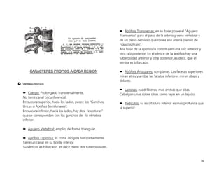 26
CARACTERES PROPIOS A CADA REGION
 VERTEBRAS CERVICALES
 Cuerpo: Prolongado transversalmente.
No tiene canal circunferencial.
En su cara superior, hacia los lados, posee los “Ganchos,
Uncus o Apófisis Semilunares”.
En su cara inferior, hacia los lados, hay dos “escoturas”
que se corresponden con los ganchos de la vértebra
inferior.
 Agujero Vertebral: amplio; de forma triangular.
 Apófisis Espinosa; es corta. Dirigida horizontalmente.
Tiene un canal en su borde inferior.
Su vértices es bifurcado, es decir, tiene dos tuberosidades.
 Apófisis Transversas: en su base posee el “Agujero
Transverso” para el paso de la arteria y vena vertebral y
de un plexo nervioso que rodea a la arteria (nervio de
Francois Franc).
A la base de la apófisis la constituyen una raíz anterior y
otra raíz posterior. En el vértice de la apófisis hay una
tuberosidad anterior y otra posterior, es decir, que el
vértice es bifurcado.
 Apófisis Articulares: son planas. Las facetas superiores
miran atrás y arriba; las facetas inferiores miran abajo y
delante.
 Laminas: cuadriláteras; mas anchas que altas.
Cabalgan unas sobre otras como tejas en un tejado.
 Pedículos: su escotadura inferior es mas profunda que
la superior.
 