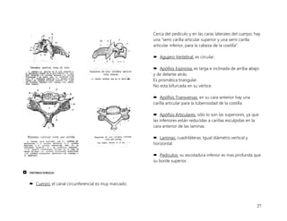 27
 VERTEBRAS DORSALES
 Cuerpo: el canal circunferencial es muy marcado.
Cerca del pedículo y en las caras laterales del cuerpo, hay
una “semi carilla articular superior y una semi carilla
articular inferior, para la cabeza de la costilla”.
 Agujero Vertebral: es circular.
 Apófisis Espinosa: es larga e inclinada de arriba abajo
y de delante atrás.
Es prismática triangular.
No esta bifurcada en su vértice.
 Apófisis Transversas: en su cara anterior hay una
carilla articular para la tuberosidad de la costilla.
 Apófisis Articulares: sólo lo son las superiores, ya que
las inferiores están reducidas a carillas esculpidas en la
cara anterior de las laminas.
 Laminas: cuadriláteras. Igual diámetro vertical y
horizontal.
 Pedículos: su escotadura inferior es mas profunda que
su borde superior.
 