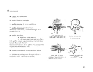 29
 VERTEBRAS LUMBARES
 Cuerpo: muy voluminoso.
 Agujero Vertebral: triangular.
 Apófisis Espinosa: de forma cuadrilátera.
 Apófisis Transversas: se denominan
“Apéndices Costiformes” y son los homólogos de las
costillas torácicas.
 Apófisis Articulares:
 Superiores: miran adentro.
 Inferiores: miran hacia delante y afuera.
En la apófisis articular superior existe un mamelón óseo
llamado “Tubérculo Mamilar”.
La disposición cóncava de las apófisis articulares permite
mayores movimientos a ese nivel.
 Laminas: cuadriláteras; son mas altas que anchas.
 Pedículo: de notable grosor. Su borde inferior o
escotadura es de manifiesta concavidad.
 