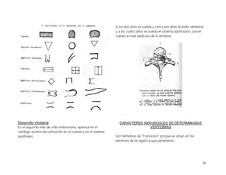 30
Desarrollo Vertebral
En el segundo mes de vida embrionaria, aparece en el
cartílago puntos de osificación en el cuerpo y en el sistema
apofisiario.
A los dos años se suelda y cierra por atrás el anillo vertebral,
y a los cuatro años se suelda el sistema apofisisario, con el
cuerpo a nivel pedículo de la vértebra.
CARACTERES INDIVIDUALES DE DETERMINADAS
VERTEBRAS
Son Vértebras de “Transición” porque se sitúan en los
extremos de la región a que pertenecen.
 