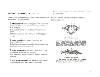 31
P
PR
RI
IM
ME
ER
RA
A V
VE
ER
RT
TE
EB
BR
RA
A C
CE
ER
RV
VI
IC
CA
AL
L O
O A
AT
TL
LA
AS
S
Posee dos masas laterales (una a cada lado de línea media); un
arco anterior y un arco posterior.
Masa Lateral: en su cara superior existe la “cavidad
glenoidea” oblicua hacia adentro y delante y con forma de
suela de zapato.
En su cara inferior hay una carilla redondeada articular
plana.
La Apófisis Transversa no se bifurca en su vértice y posee
un agujero transverso.
Arco Anterior: en su cara anterior hay una
tuberosidad media.
En su cara posterior existe una carilla oval cóncava articular
para la apófisis odontoides del axis.
Arco Posterior: a ambos lados y por arriba, posee
un canal que aloja a la arteria vertebral.
En la línea media posee un tubérculo posterior o apófisis
espinosa.
Agujero Raquídeo o Vertebral: porción anterior
cuadrilátera, ocupada por la apófisis odontoides.
Porción anterior elipsoide, ocupada por la medula espinal
y sus cubiertas.
El Cuerpo del Atlas esta representado por la Apófisis
Odontoides del Axis.
 