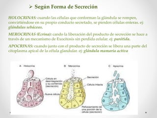 2 unidad iii glandulas (1) | PDF