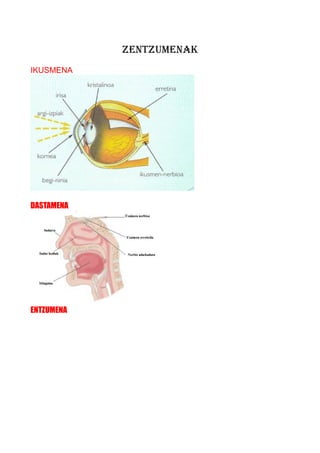 ZENTZUMENAK
IKUSMENA

DASTAMENA

ENTZUMENA

 