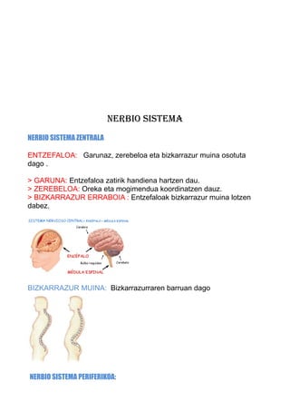 NERBIO SISTEMA
NERBIO SISTEMA ZENTRALA
ENTZEFALOA: Garunaz, zerebeloa eta bizkarrazur muina osotuta
dago .
> GARUNA: Entzefaloa zatirik handiena hartzen dau.
> ZEREBELOA: Oreka eta mogimendua koordinatzen dauz.
> BIZKARRAZUR ERRABOIA : Entzefaloak bizkarrazur muina lotzen
dabez.

BIZKARRAZUR MUINA: Bizkarrazurraren barruan dago

NERBIO SISTEMA PERIFERIKOA:

 