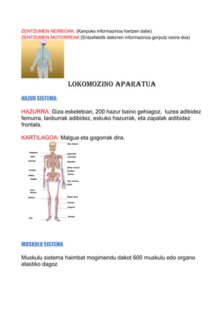 ZENTZUMEN NERBIOAK: (Kanpoko informazinoa hartzen dabe)
ZENTZUMEN MOTORREAK:(Entzefalotik datorren informazinoa gorputz osora doa)

LOKOMOZINO APARATUA
HAZUR SISTEMA:
HAZURRA: Giza eskeletoan, 200 hazur baino gehiagoz, luzea adibidez
femurra, lanburrak adibidez, eskuko hazurrak, eta zapalak aidibidez
frontala.
KARTILAGOA: Malgua eta gogorrak dira.

MUSKULU SISTEMA
Muskulu sistema haimbat mogimendu dakot 600 muskulu edo organo
elastiko dagoz

 