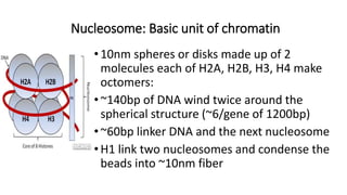 Nucleosome: Basic unit of chromatin
•10nm spheres or disks made up of 2
molecules each of H2A, H2B, H3, H4 make
octomers:
•~140bp of DNA wind twice around the
spherical structure (~6/gene of 1200bp)
•~60bp linker DNA and the next nucleosome
•H1 link two nucleosomes and condense the
beads into ~10nm fiber
 