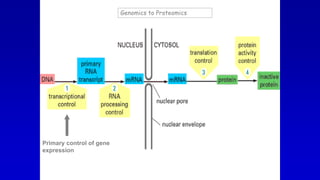 Primary control of gene
expression
Genomics to Proteomics
 