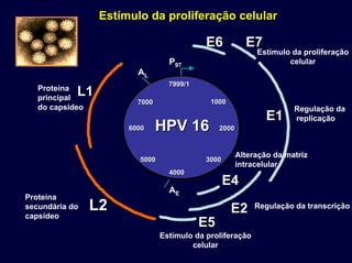 20002000
7999/17999/1
10001000
60006000
50005000
40004000
30003000
70007000
PP9797
AALL
AAEE
E4
E2
E1E1
E7E7E6E6
E5E5
L1L1
L2L2
Estímulo da proliferação
celular
Regulação da
replicação
Regulação da transcrição
Proteína
principal
do capsídeo
Proteína
secundária do
capsídeo
HPV 16HPV 16
Estímulo da proliferação
celular
Estímulo da proliferação celular
Alteração da matriz
intracelular
 