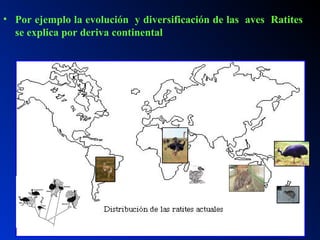 • Por ejemplo la evolución y diversificación de las aves Ratites
se explica por deriva continental
 