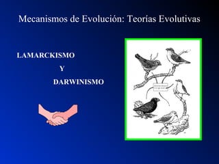 Mecanismos de Evolución: Teorías Evolutivas
LAMARCKISMO
Y
DARWINISMO
 