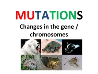 MUTATIONS
Changes in the gene /
chromosomes
 