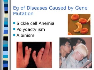 Eg of Diseases Caused by Gene
Mutation
 Sickle cell Anemia
 Polydactylism
 Albinism
 