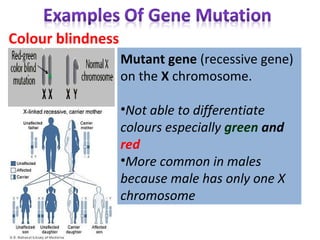 Colour blindness
Mutant gene (recessive gene)
on the X chromosome.
•Not able to differentiate
colours especially green and
red
•More common in males
because male has only one X
chromosome
 