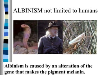 Albinism is caused by an alteration of the
gene that makes the pigment melanin.
ALBINISM not limited to humans
 