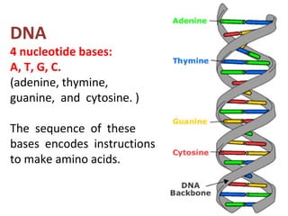 DNA
4 nucleotide bases:
A, T, G, C.
(adenine, thymine,
guanine, and cytosine. )
The sequence of these
bases encodes instructions
to make amino acids.
 