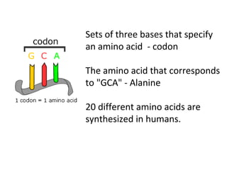 Sets of three bases that specify
an amino acid - codon
The amino acid that corresponds
to "GCA" - Alanine
20 different amino acids are
synthesized in humans.
 