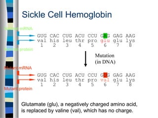 Sickle Cell Hemoglobin
GUG CAC CUG ACU CCU GAG GAG AAG
val his leu thr pro glu glu lys
1 2 3 4 5 6 7 8
GUG CAC CUG ACU CCU GUG GAG AAG
val his leu thr pro val glu lys
1 2 3 4 5 6 7 8
Mutation
(in DNA)
Normal mRNA
Normal protein
Mutant mRNA
Mutant protein
Glutamate (glu), a negatively charged amino acid,
is replaced by valine (val), which has no charge.
 