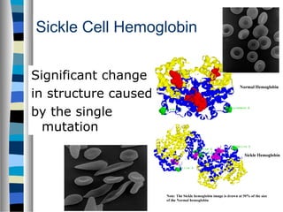 Sickle Cell Hemoglobin
Significant change
in structure caused
by the single
mutation
 