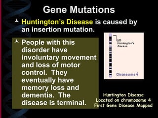 Gene Mutations
 Huntington’s Disease is caused by
an insertion mutation.
 People with this
disorder have
involuntary movement
and loss of motor
control. They
eventually have
memory loss and
dementia. The
disease is terminal.
Huntington Disease
Located on chromosome 4
First Gene Disease Mapped
 