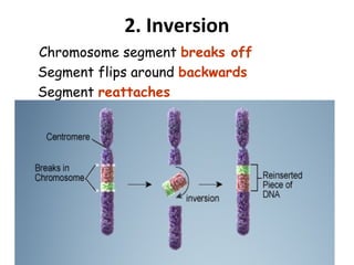 2. Inversion
Chromosome segment breaks off
Segment flips around backwards
Segment reattaches
 