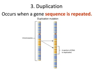 3. Duplication
Occurs when a gene sequence is repeated.
 