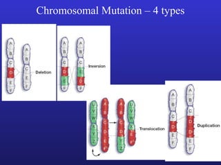 Chromosomal Mutation – 4 types
 