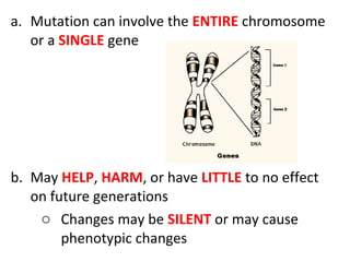 a. Mutation can involve the ENTIRE chromosome
or a SINGLE gene
b. May HELP, HARM, or have LITTLE to no effect
on future generations
o Changes may be SILENT or may cause
phenotypic changes
 