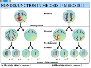 Meiosis I
Nondisjunction
n + 1 n + 1 n - 1 n - 1 n + 1 n - 1 n n
Number of chromosomes
Gametes
Nondisjunction
Meiosis II
(a) Nondisjunction in meiosis I (b) Nondisjunction in meiosis II
NONDISJUNCTION IN MEIOSIS I / MEIOSIS II
 