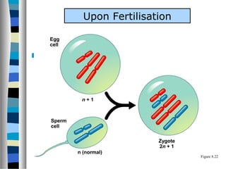  The result of nondisjunction
Figure 8.22
Egg
cell
n (normal)
Zygote
2n + 1
n + 1
Sperm
cell
Upon Fertilisation
 