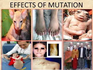 EFFECTS OF MUTATION
 