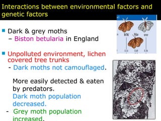 Interactions between environmental factors and
genetic factors
 Dark & grey moths
– Biston betularia in England
 Unpolluted environment, lichen
covered tree trunks
- Dark moths not camouflaged.
More easily detected & eaten
by predators.
Dark moth population
decreased.
- Grey moth population
 