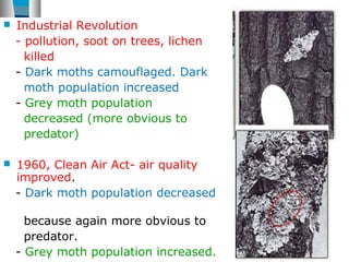  Industrial Revolution
- pollution, soot on trees, lichen
killed
- Dark moths camouflaged. Dark
moth population increased
- Grey moth population
decreased (more obvious to
predator)
 1960, Clean Air Act- air quality
improved.
- Dark moth population decreased
because again more obvious to
predator.
- Grey moth population increased.
 