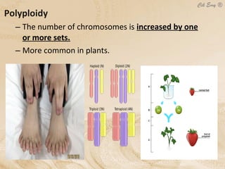 Polyploidy
– The number of chromosomes is increased by one
or more sets.
– More common in plants.
 