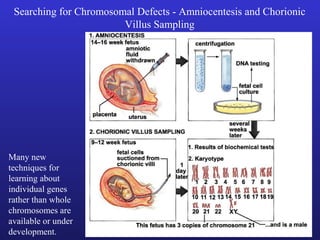 Searching for Chromosomal Defects - Amniocentesis and Chorionic
Villus Sampling
Many new
techniques for
learning about
individual genes
rather than whole
chromosomes are
available or under
development.
 