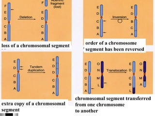 loss of a chromosomal segment
extra copy of a chromosomal
segment
order of a chromosome
segment has been reversed
chromosomal segment transferred
from one chromosome
to another
 