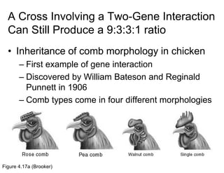 2 Variations to Mendelian Genetics on Life Science Content | PDF
