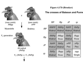 2 Variations to Mendelian Genetics on Life Science Content | PDF