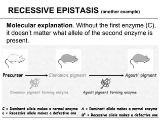 2 Variations to Mendelian Genetics on Life Science Content | PDF