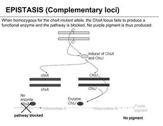 2 Variations to Mendelian Genetics on Life Science Content | PDF