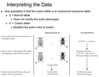2 Variations to Mendelian Genetics on Life Science Content | PDF