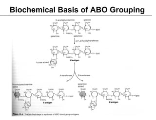 2 Variations to Mendelian Genetics on Life Science Content | PDF
