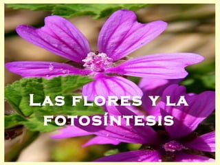 Las flores y la fotosíntesis 