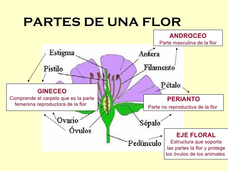 2villaplana vanesa t9_ power point